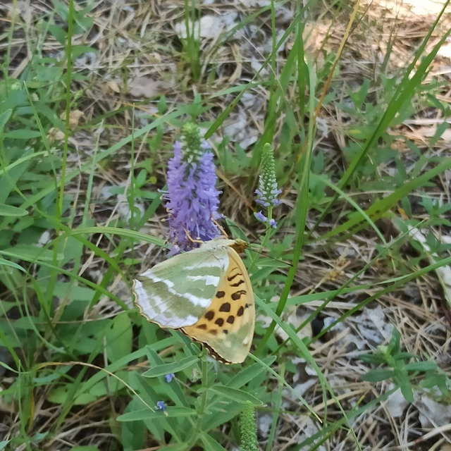 Argynnis paphia - nagy gyöngyházlepke