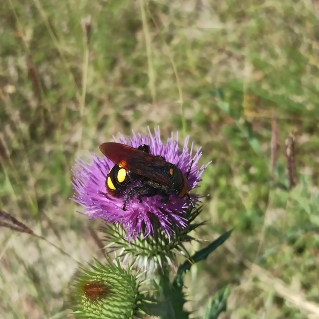 Megascolia maculata - óriás-tőrösdarázs