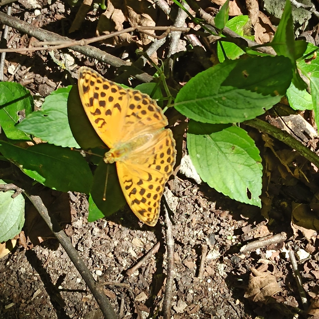 Argynnis paphia - nagy gyöngyházlepke