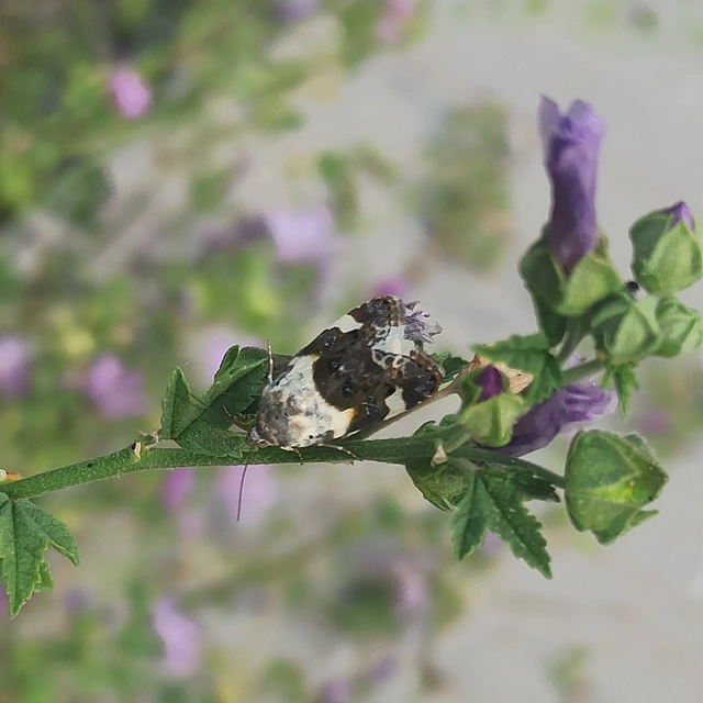 Acontia lucida - fehér nappalibagoly