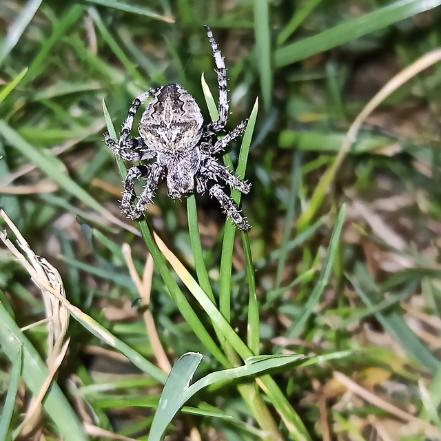 Araneus circe/angulatus