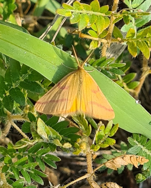 Lythria purpuraria - bíborsávos araszoló