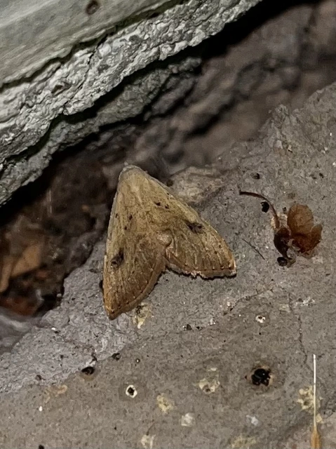 Rivula sericealis - selymes lórombagoly