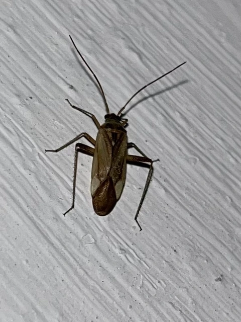 Adelphocoris lineolatus - lucernapoloska