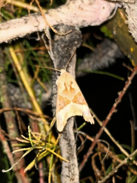 Phlogophora meticulosa - vándorló csipkésbagoly