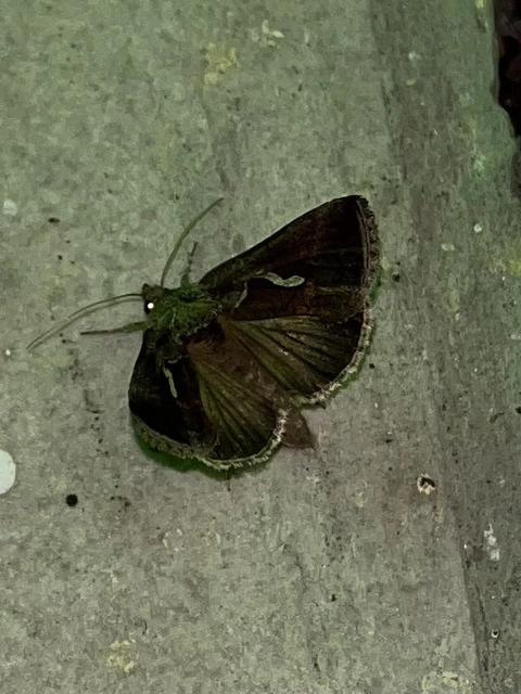 Macdunnoughia confusa - cseppfoltos ezüstbagoly