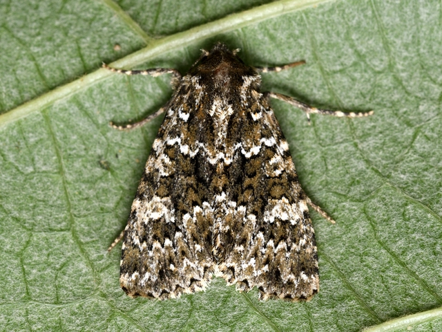 Polymixis polymita - kankalin-tarkabagoly
