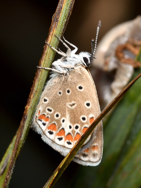 Polyommatus thersites - ibolyaszín boglárka