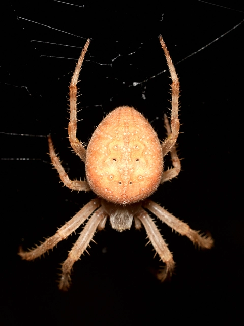 Araneus diadematus - koronás keresztespók