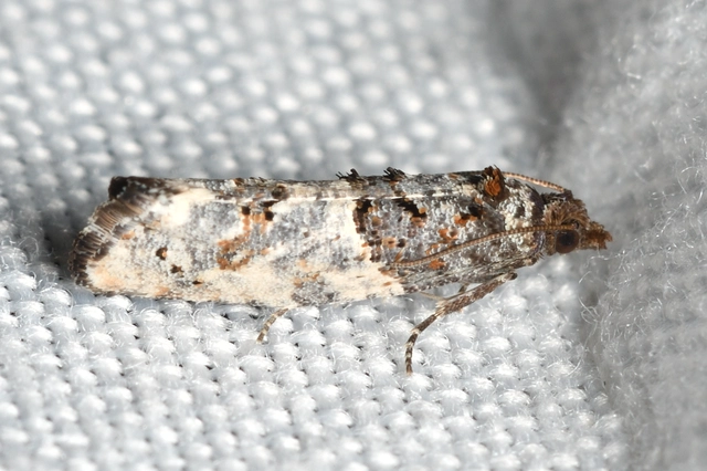 Phaneta pauperana - gyepűrózsa-tükrösmoly