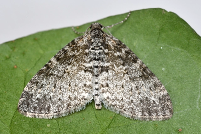Lobophora halterata - szárnyfüggelékes araszoló