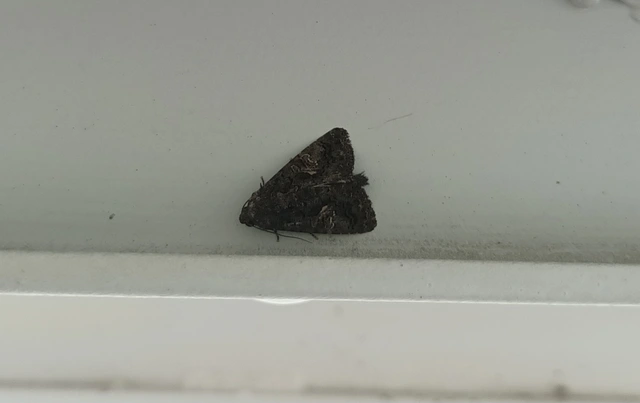 Anophia leucomelas - déli folyófűbagoly