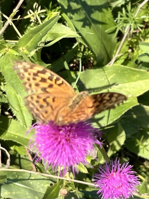 Argynnis paphia - nagy gyöngyházlepke