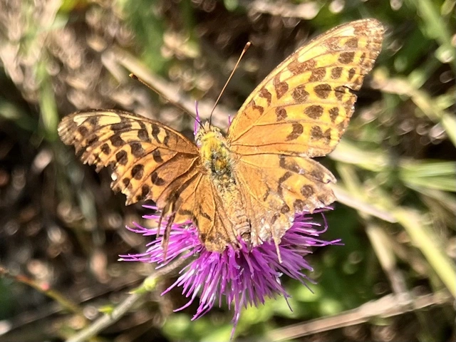 Argynnis paphia - nagy gyöngyházlepke