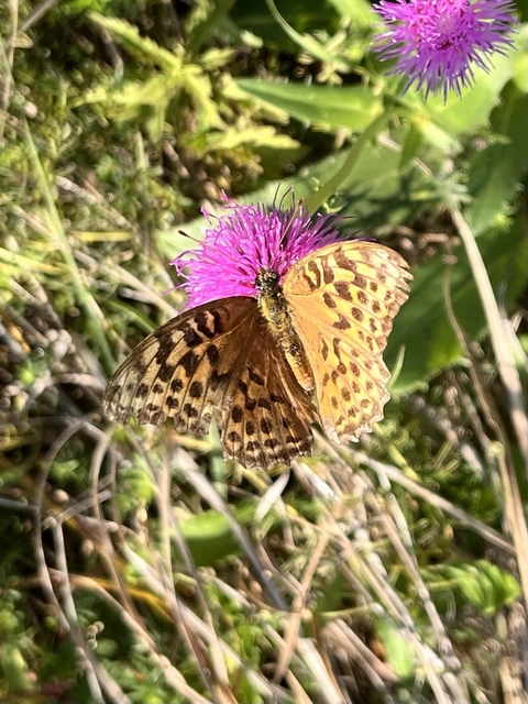 Argynnis paphia - nagy gyöngyházlepke
