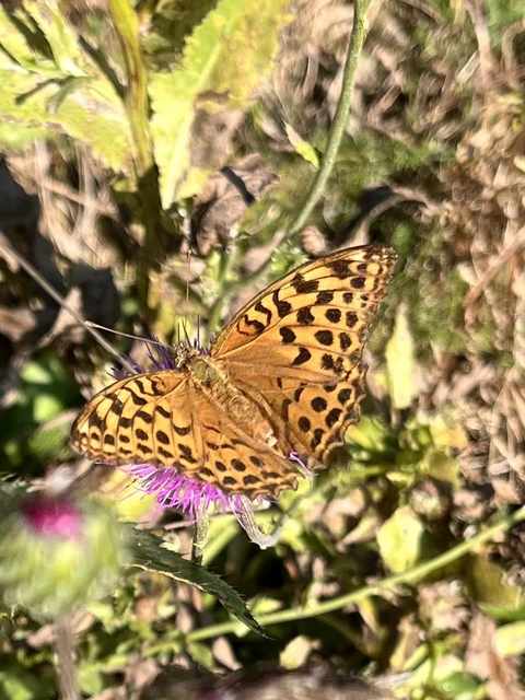 Argynnis paphia - nagy gyöngyházlepke