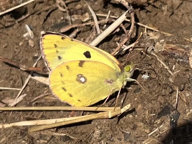 Colias alfacariensis - déli kéneslepke