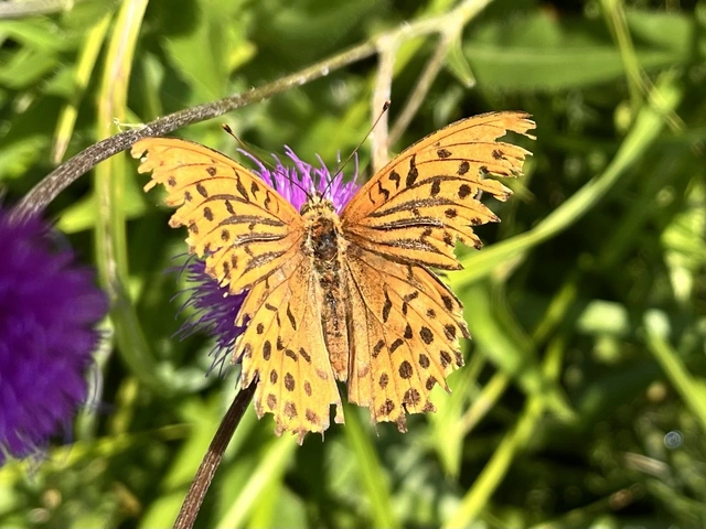 Argynnis paphia - nagy gyöngyházlepke
