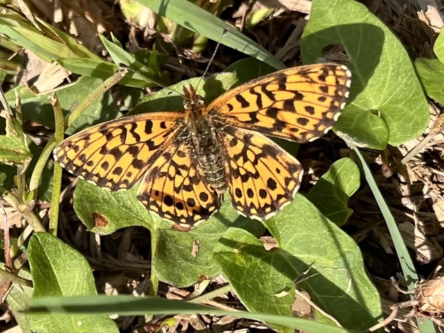 Boloria dia - kis gyöngyházlepke