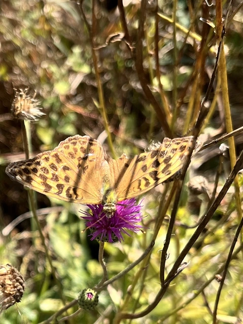 Argynnis paphia - nagy gyöngyházlepke