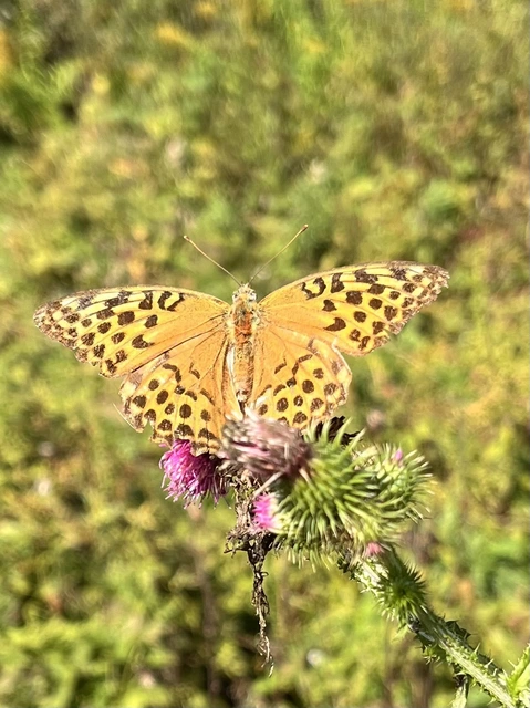 Argynnis paphia - nagy gyöngyházlepke