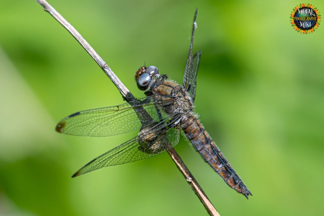 Libellula fulva - kisfoltos laposacsa