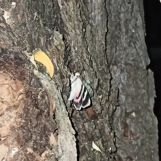Catocala elocata - közönséges övesbagoly