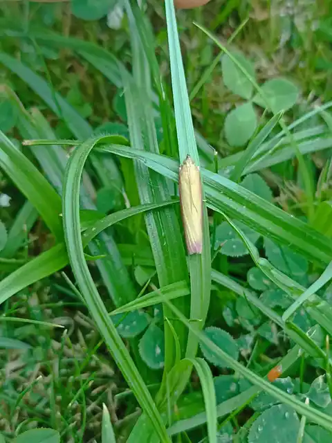 Oncocera semirubella - lucernamoly