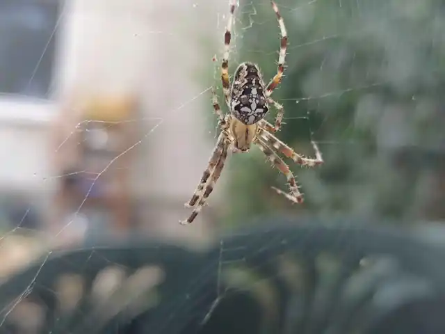 Araneus diadematus - koronás keresztespók
