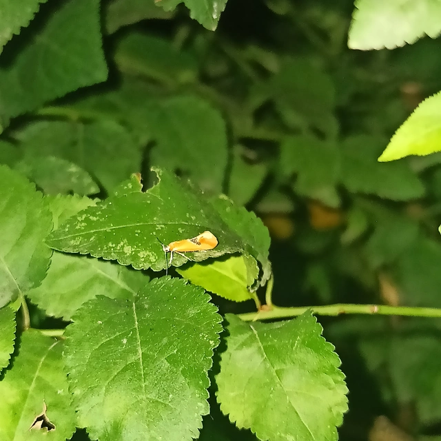 Batia internella/lambdella