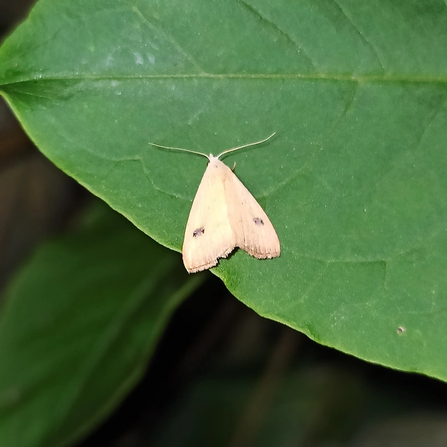 Rivula sericealis - selymes lórombagoly