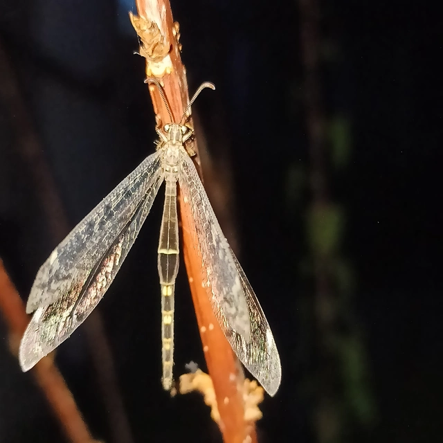 Distoleon tetragrammicus - négyfoltos hangyaleső