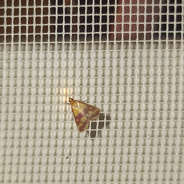 Pyrausta sanguinalis/virginalis