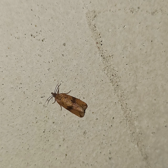 Celypha striana - pitypangfúró tükrösmoly