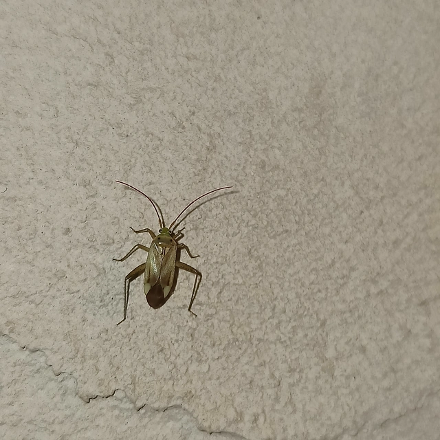 Adelphocoris lineolatus - lucernapoloska