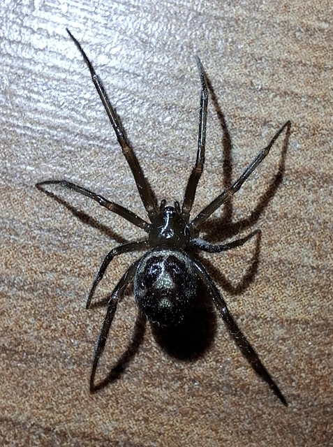 Steatoda grossa - nagy faggyúpók