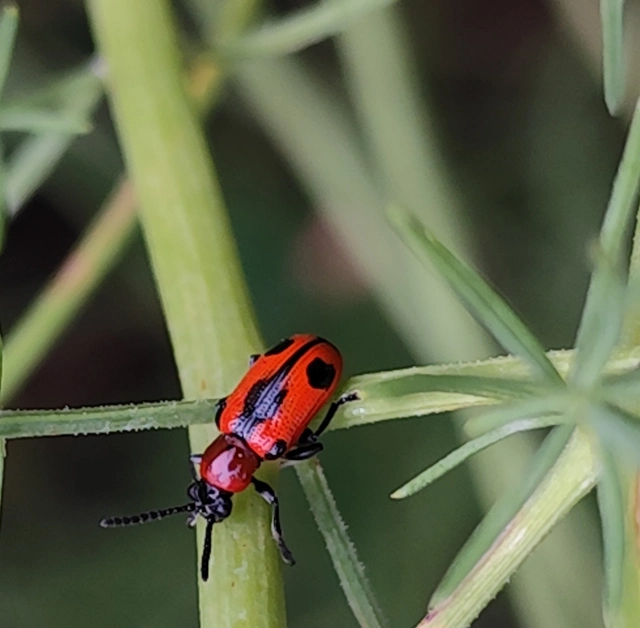 Crioceris quinquepunctata - ötpontos spárgabogár Crioceris quinquepunctata - ötpontos spárgabogár