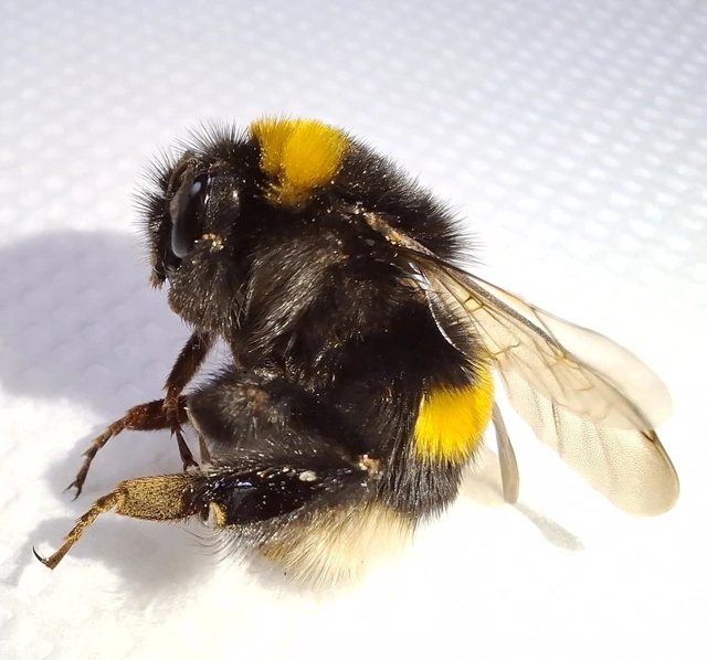 Bombus - poszméhek