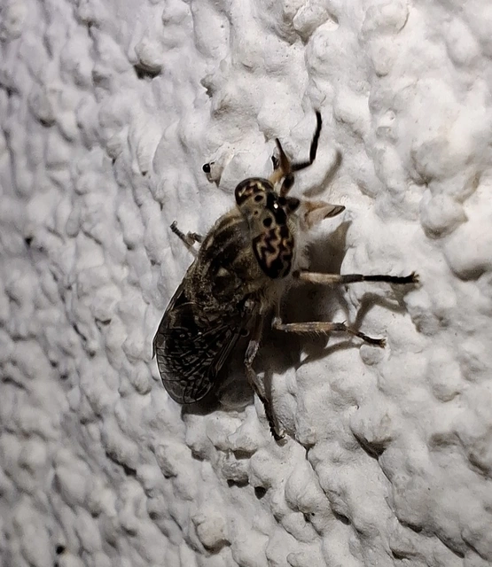 Haematopota