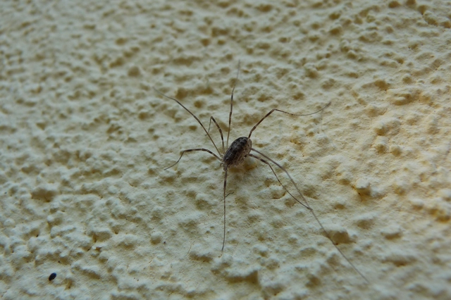 Opiliones - Kaszáspókok