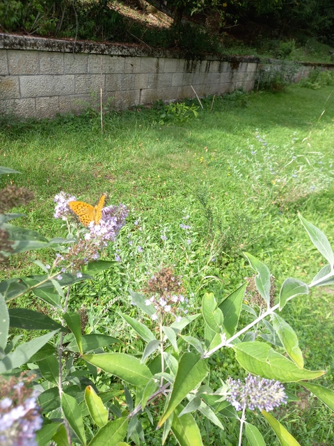 Argynnis paphia - nagy gyöngyházlepke