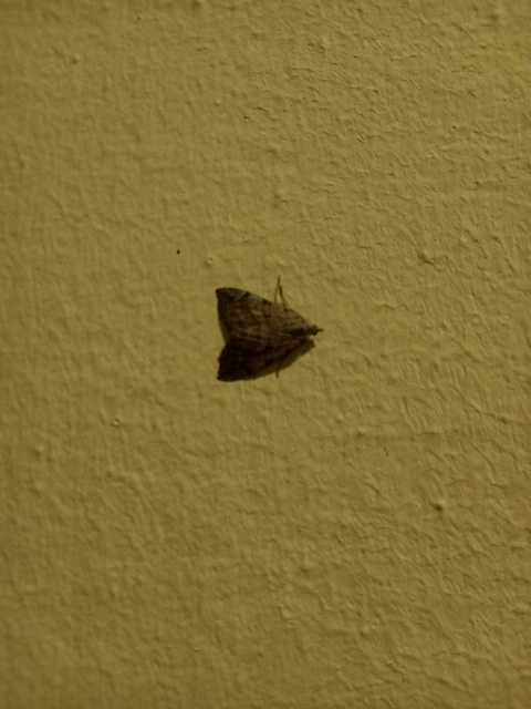 Aplocera efformata/plagiata