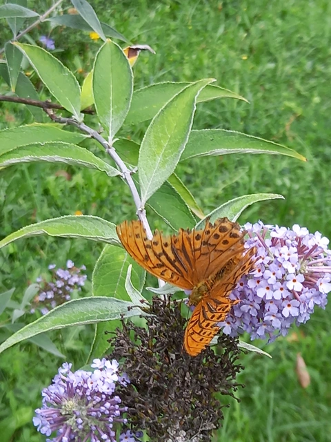 Argynnis paphia - nagy gyöngyházlepke