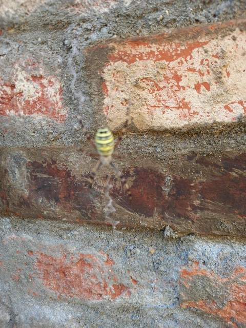 Argiope bruennichi - darázspók