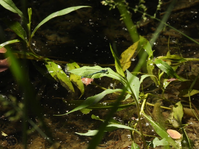 Coenagrion puella - azúrkék légivadász
