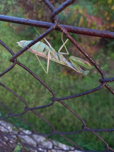 Mantis religiosa - imádkozósáska