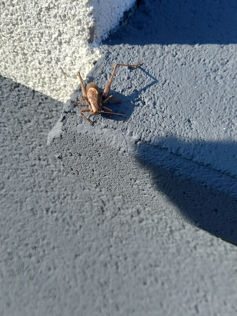 Pholidoptera griseoaptera - szürke avarszöcske