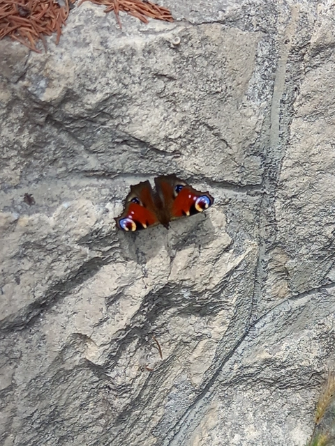 Nymphalis io - nappali pávaszem