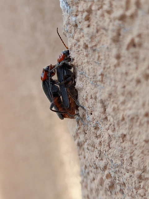 Cantharis rustica - suszterbogár
