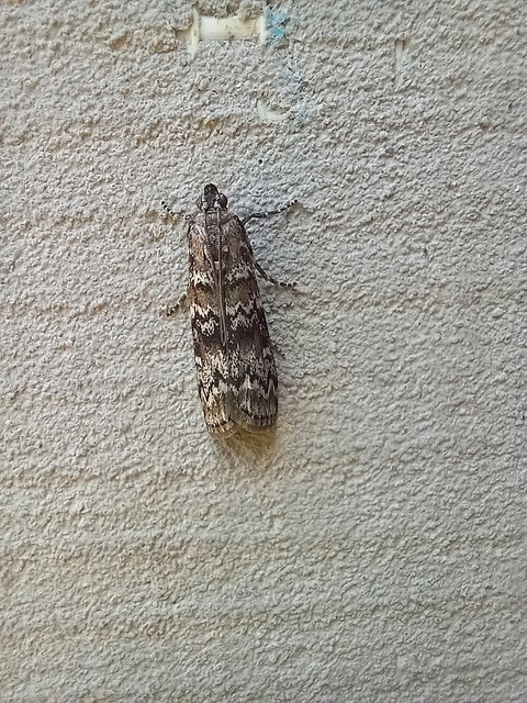 Dioryctria